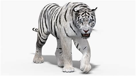 3d White Tiger Animation Turbosquid 1444091