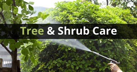 Tree And Shrub Care Program Blue Grass Lawn Care And Landscaping Service