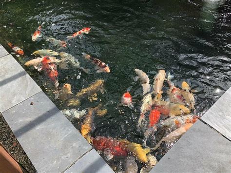 Assortment of Koi for sale | in Swindon, Wiltshire | Gumtree