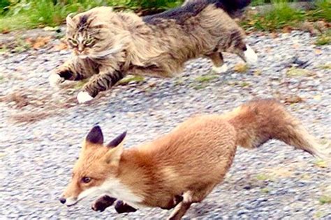 The Chase Is On With A Norwegian Forrest Cat Chasing A Fox Norwegian Forest Cat Cute Cats