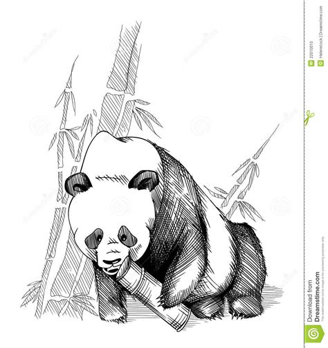 Panda And Bamboo Stock Photo Image 22010010