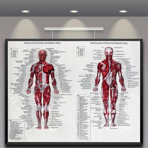 60cm80cm Muscle System Posters Silk Cloth Anatomy Chart Human Body 019