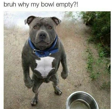 40 Of Funnyinteresting Memes Of The Week Part 3 Funny Animal