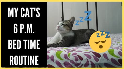 My Cats 6 Pm Bedtime Routine Cats Night Time Routine Lemon Dose Youtube