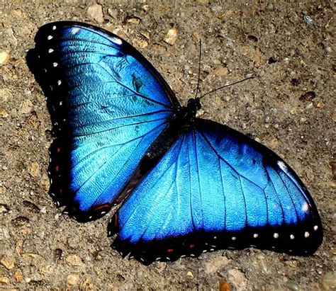 Discover Brazil The Blue Morpho An Intriging Butterfly