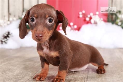 Zoey Dachshund Mini Puppy For Sale Near Columbus Ohio F07cc39b 2d81