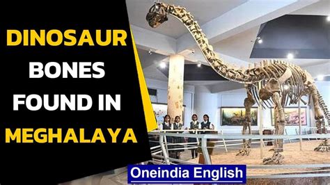 Dinosaur Bones Found In Meghalaya 100 Million Years Old Oneindia