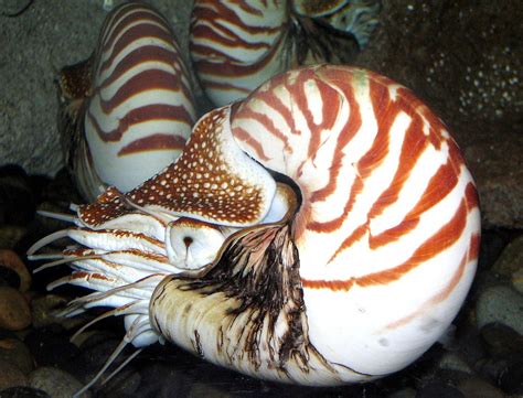 Chambered Nautilus 1 Nautiluses Are The Sole Living Ceph Flickr