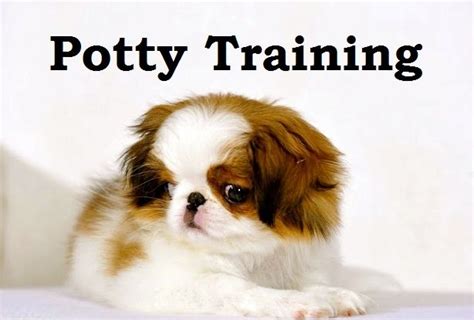 Pin On Potty Training A Puppy