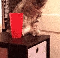 No cups falling off table. Cat Knocks Down Cup | Gifrific