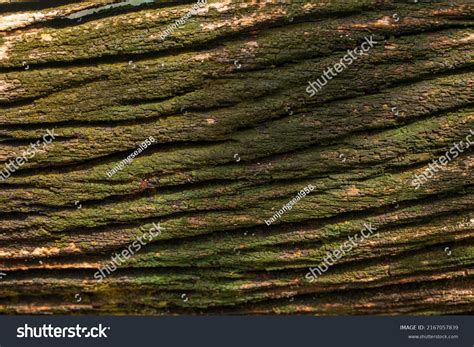 Bark Cedar Tree Texture Backgrounddry Tree Stock Photo 2167057839
