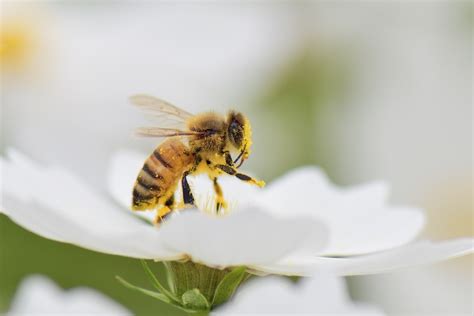 Central Coast — Amateur Beekeepers Australia