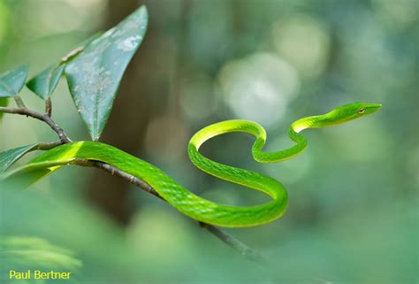 Ular weling (bungarus candidus) merupakan jenis ular berbisa yang berasal dari suku elapidae. 11 Jenis Ular Hijau di Indonesia - Generasi Biologi