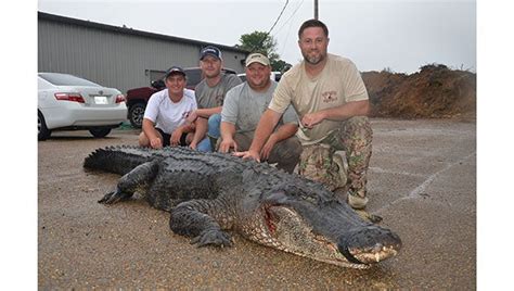 Alligator Hunters Set New Mississippi Length Record Near Natchez