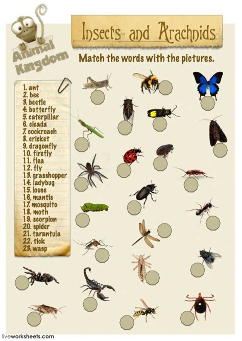 Quels Sont Les Insectes À Manger Les Plus Populaires Pour Les Noms