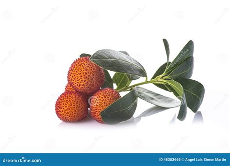 Arbutus Unedo Fruits Isolated On A White Background Stock Image Image