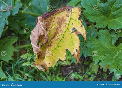 Withered Leaf Of A Plant After Treatment With Pesticides Stock Photo