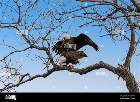 A Pair Of Bald Eagles Mating On The Branch Of A Tree Stock Photo Alamy