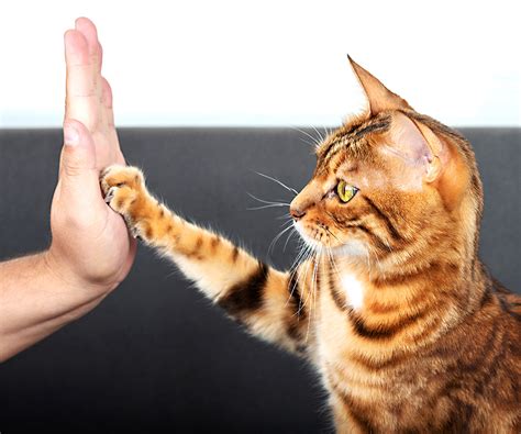 National High Five Day Is April 21st How To Teach Your Cat To High
