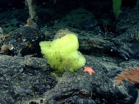 Spongebob Look Alikes Spotted A Mile Under The Sea Npr
