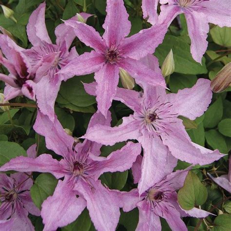 Initially, the songs were more important than the singers, so a stable of vocalists went uncredited and were paid $100 per episode, equal to $1887.62 today. How to Grow Healthy, Abundantly Blooming Clematis Flowers ...