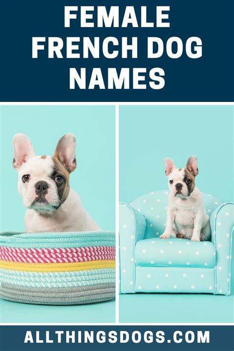 Female French Dog Names Dog Names French Dog Names