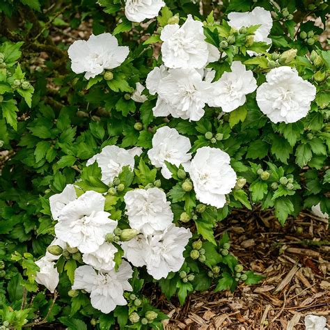 Das ist normal, denn die bedingungen im kübel unterscheiden sich von denen im freiland. Gefüllter Garten-Hibiskus, weiß | Hibiskus, Hibiskus ...