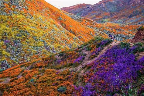 In Photos California S Wildflower Super Bloom Can Be Seen From Space