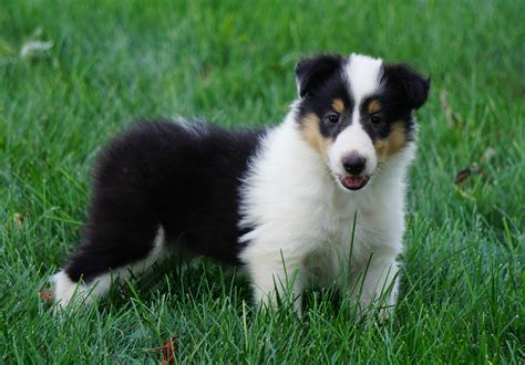 Akc Registered Lassie Collie For Sale Fredericksburg Oh Female Lana