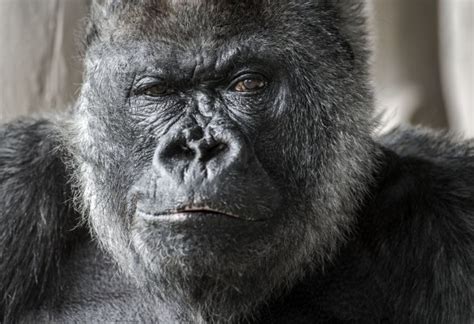 Nico One Of Worlds Oldest Gorillas Has Died At Longleat Safari Park