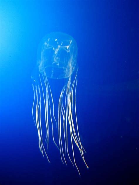 All About Stinging Box Jellyfish On Oʻahu Beaches