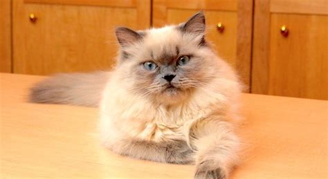 5 Things To Know About Himalayans Himalayan Cat Cat Breeds
