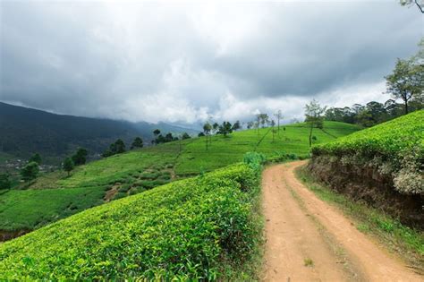 Premium Photo Tea Plantation In Sri Lanka