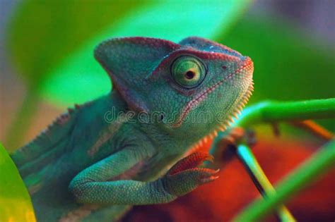 A Green Chameleon Stock Photo Image Of Chameleon Light 139884078