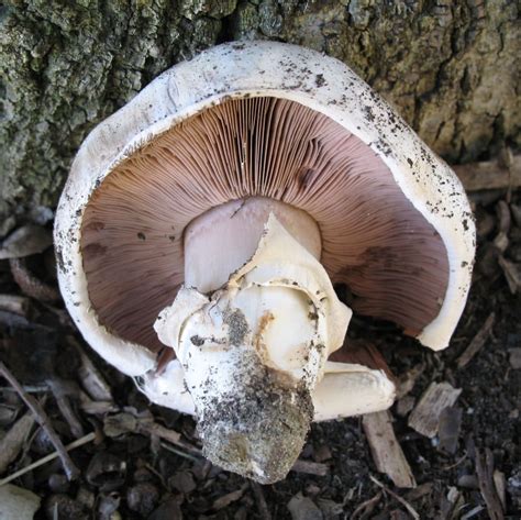 Agaricus Bernardii The Ultimate Mushroom Guide