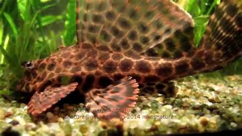Super Close Up Leopard Sailfin Pleco Video Youtube