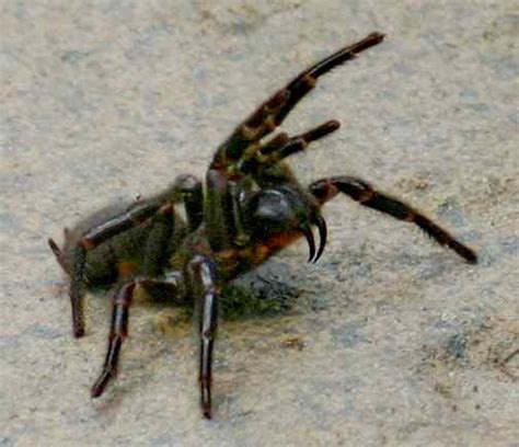 10 Most Dangerous Australian Spiders