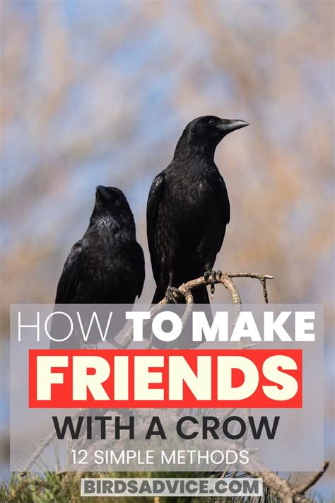 How To Make Friends With A Crow Birds Advice Crow Bird Pet Raven Crow Facts