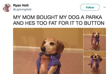 50 Tweets Youre Gonna Love If You Have A Dog Or Know A Dog Crazy