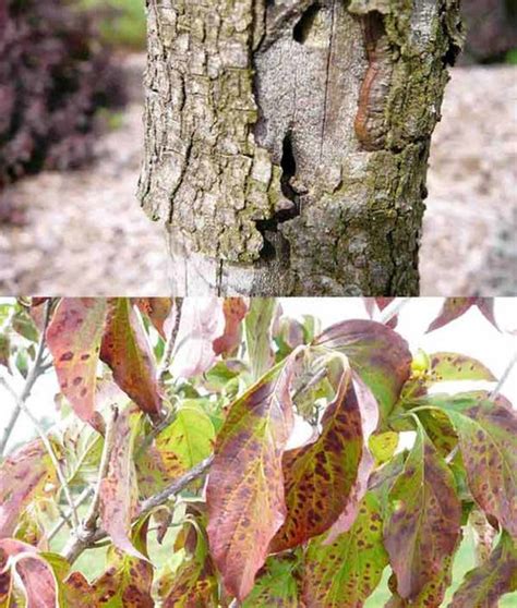 Help Flowering Dogwood Disease W Photos