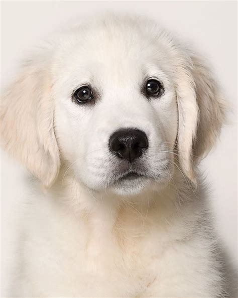 So Cute White Golden Retriever Picture Closeup Dog Breeders Guide