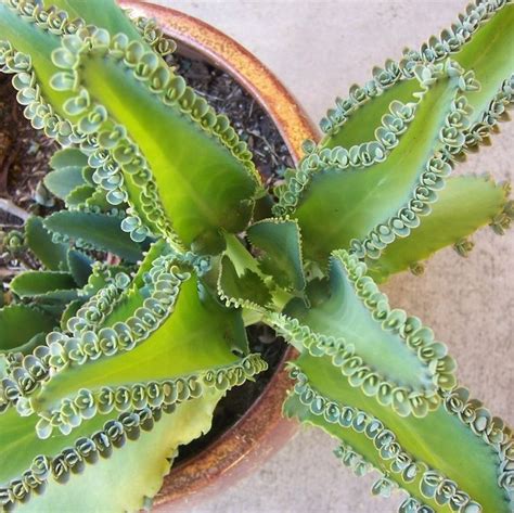 Mother Of Thousands