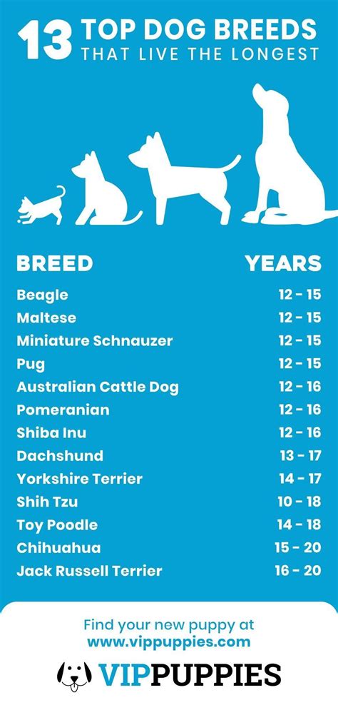 10 Long Lived Dog Breeds Dog Bread
