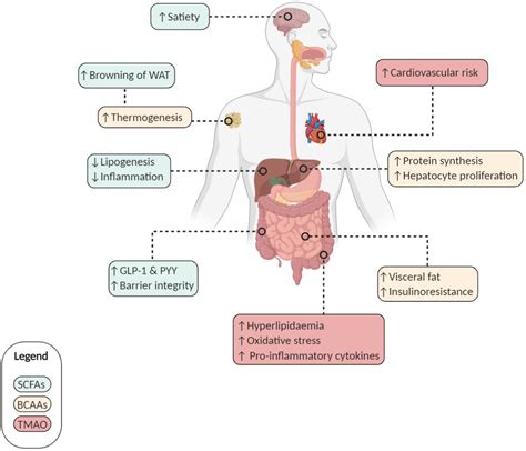 Gut Microbiota Derived Metabolites As Central Regulators In Metabolic Disorders Gut