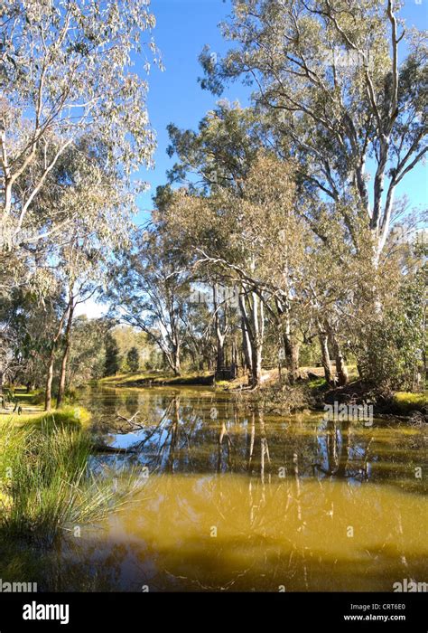 An Anabranch Of The Murray River Wonga Wetlands Albury New South