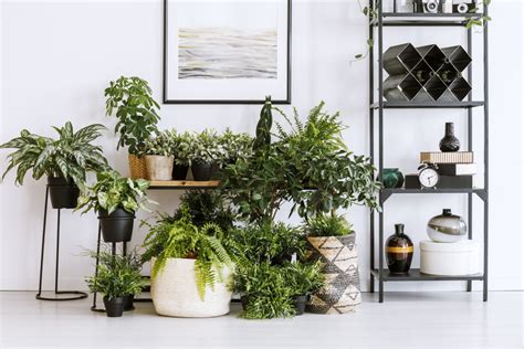 Bring The Outside In A Quick Guide To Buying Indoor Plants In Tokyo
