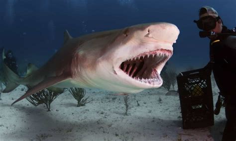 Discover The Largest Lemon Shark Ever Caught Off Florida Az Animals