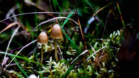 Psilocybin: Magic mushroom compound 'promising' for depression - World ...