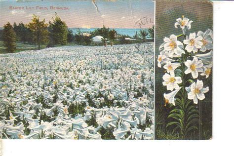 Easter Lily Fields Bermuda I Lived In Bermuda And Easter Was Always A
