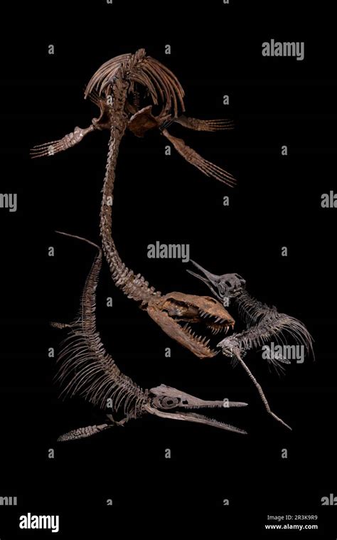 Plesiosaurian Plesiosauria Sp Hi Res Stock Photography And Images Alamy